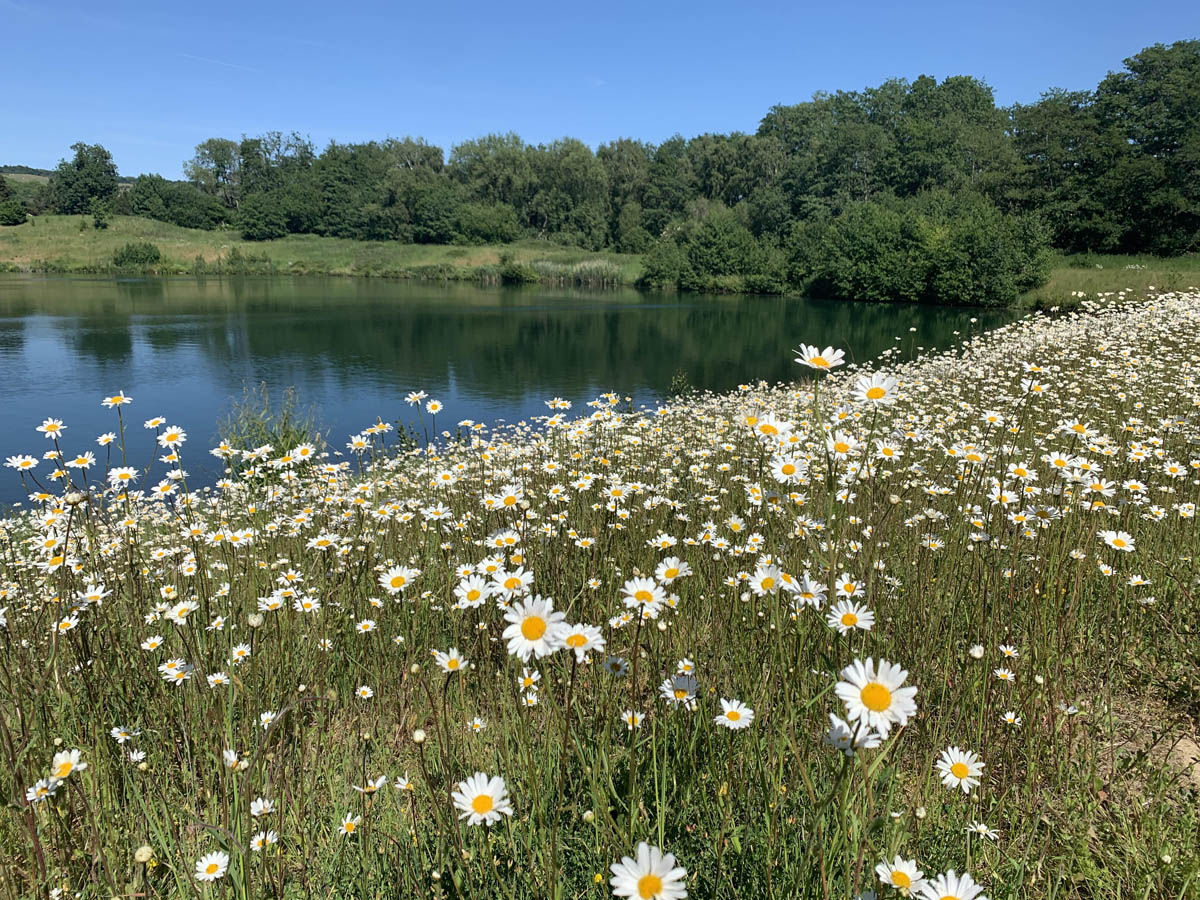 huge-expanse of-oxeeye-daisies-by-the-side-of-a-greeny-blue-lake-buckland-park-lake