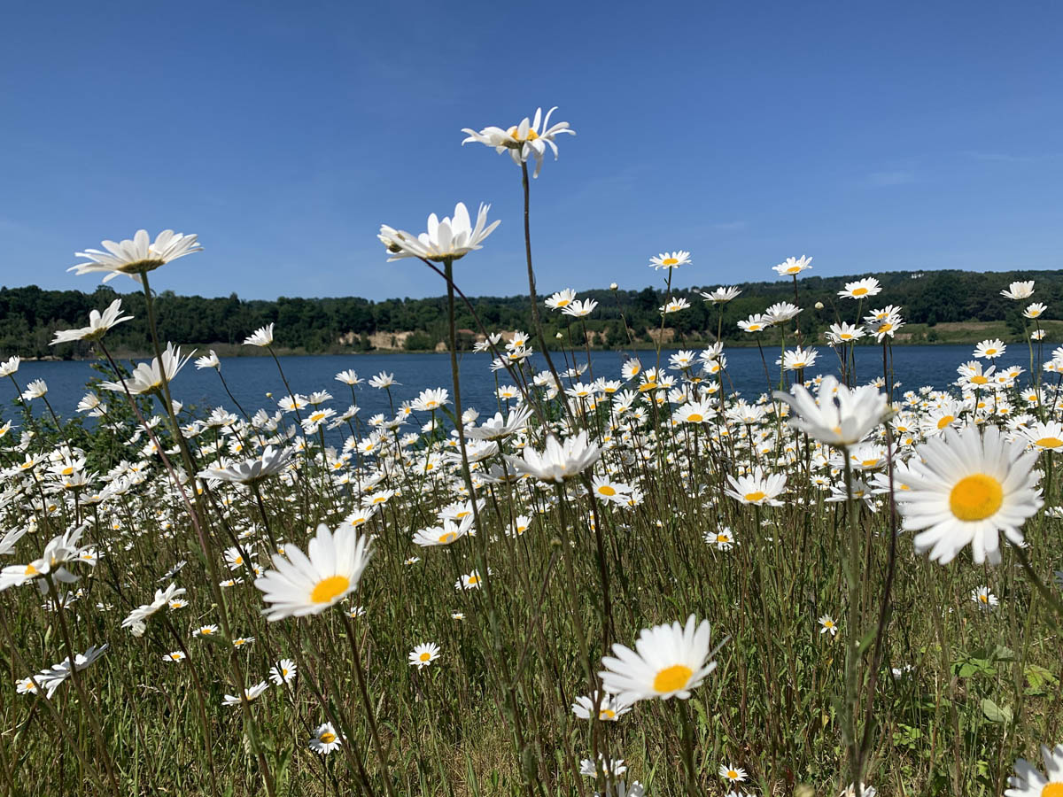 huge-expanse of-oxeeye-daisies-in-front-of-a-blue-lake-buckland-park-lake