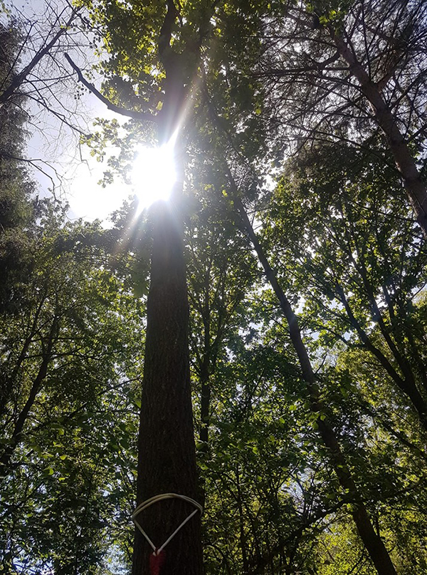 sun shining through tall pine trees woodland nature trail buckland park lake