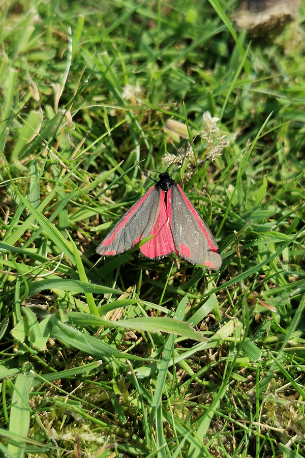 cinnabar moth sitting on grass nature trail buckland park lake