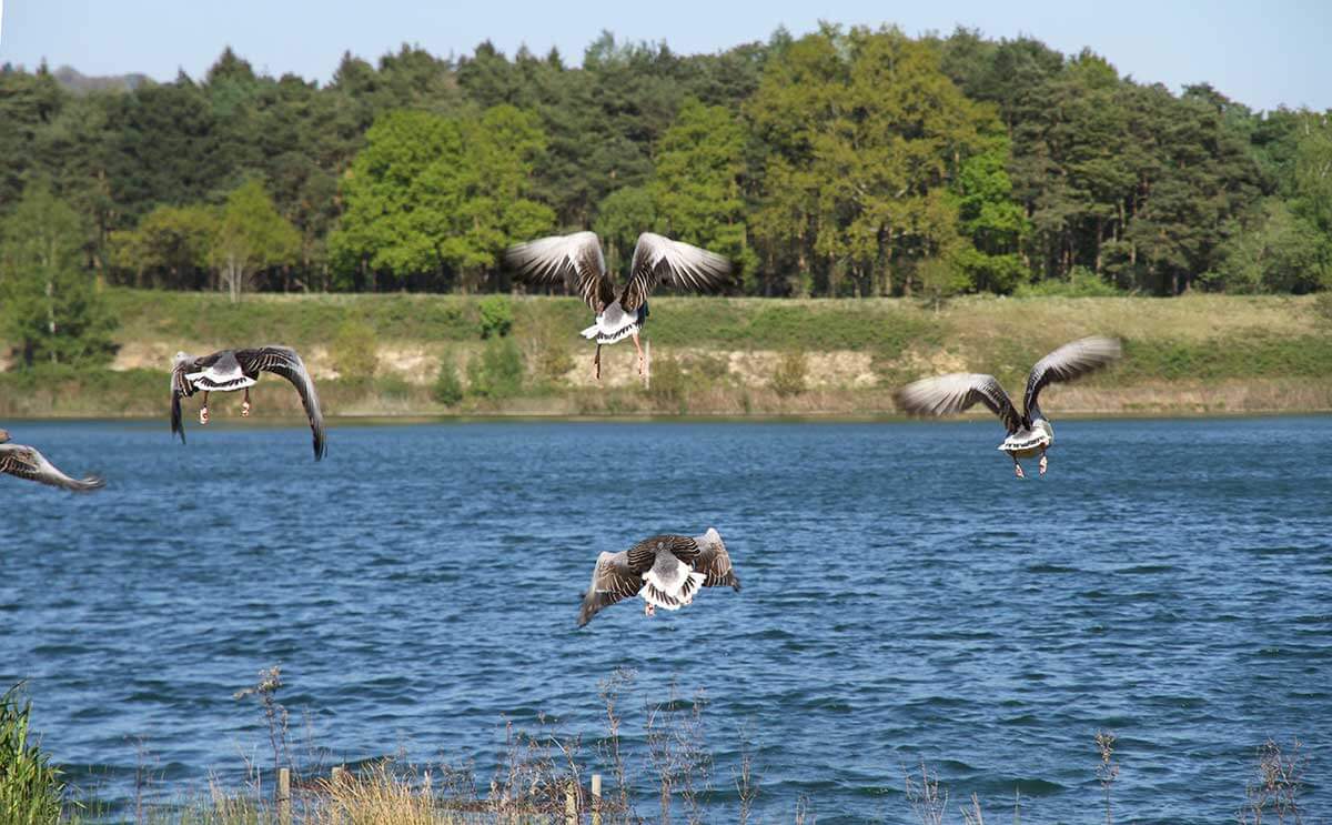 flock of canadian geese taking to the air waterbirds buckland park lake surrey