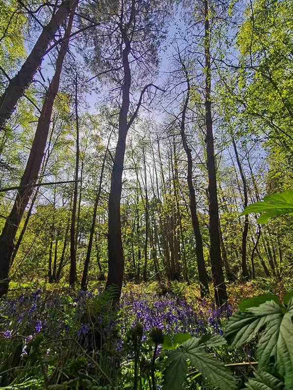 bluebells in a woodland setting with sun shining through the trees in surrey buckland park lake